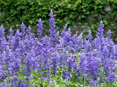 花都精品促銷 青州鼠尾草批發(fā)與小龍柏、扶芳藤種植基地產(chǎn)品介紹